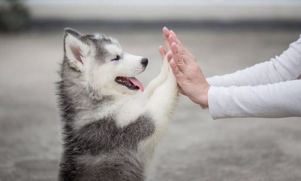 Cute Puppy Picture