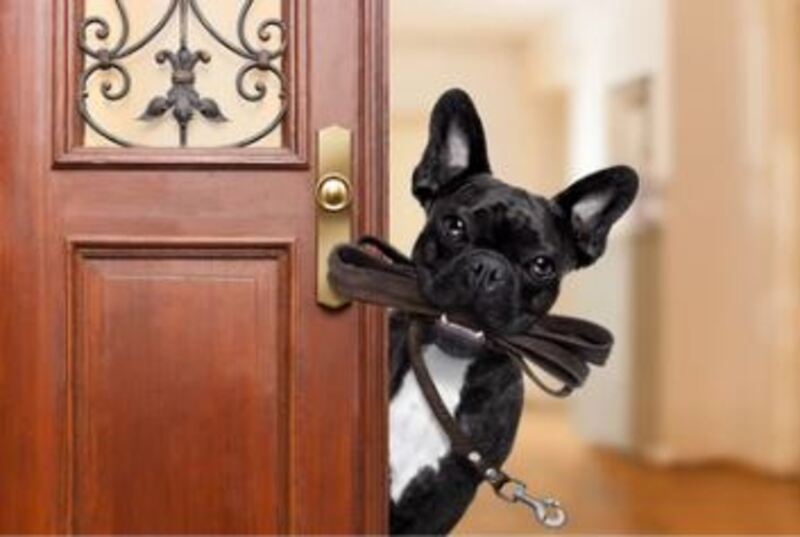 French Bulldog Waiting Door from In-House Training