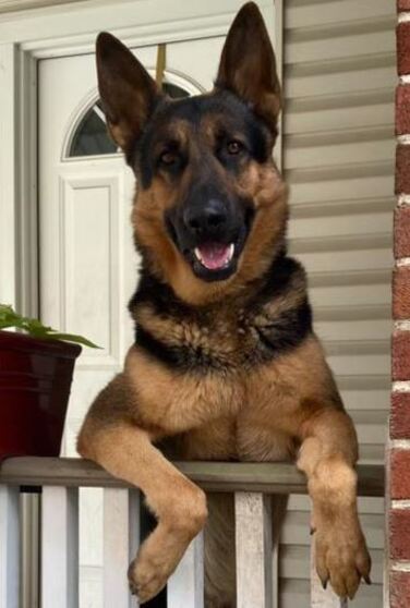 Behavioral Training