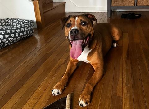 Happy welcome dog at Zenpaws Training