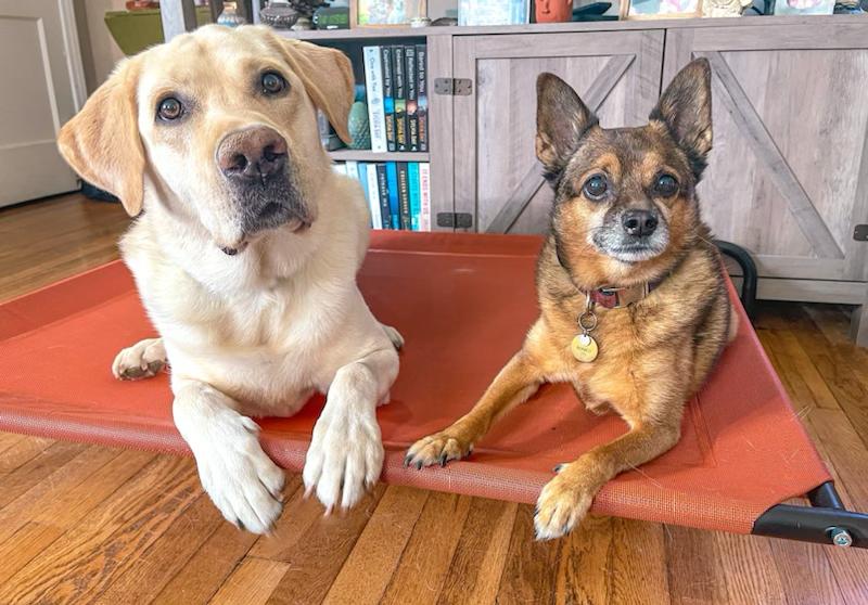 In-home dog training services in Lewes DE and its surrounding