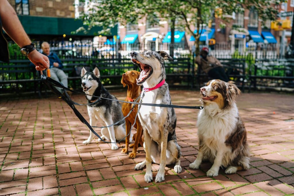 Happy dog during dog pack strolls by Zenpaws Training