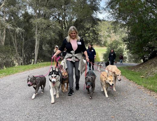 Structured group dog walks or dog pack strolls in Lewes DE and its surrounding