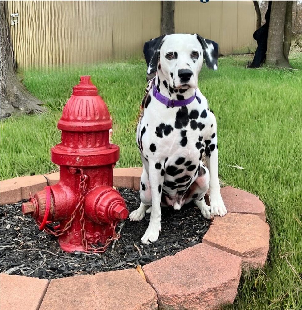 Dalmatian Dog Training