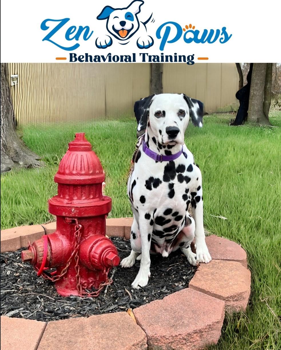 Dalmatian Dog Training