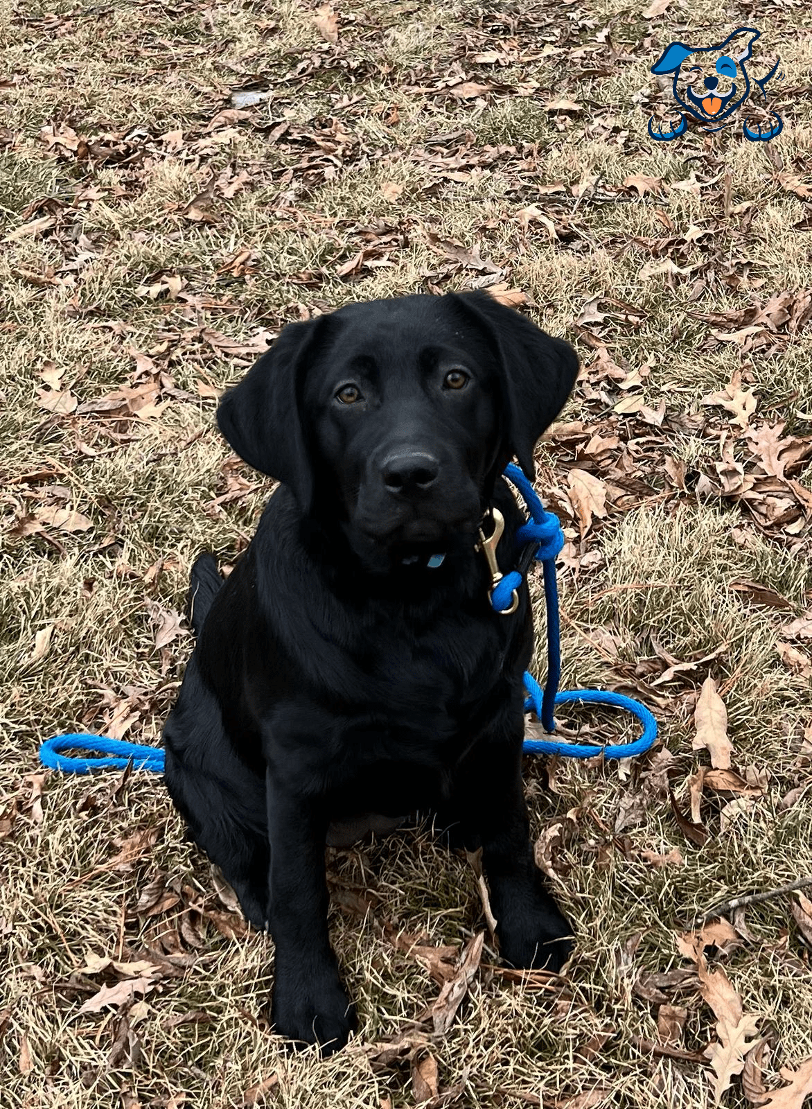 Labradoodle Leash Training