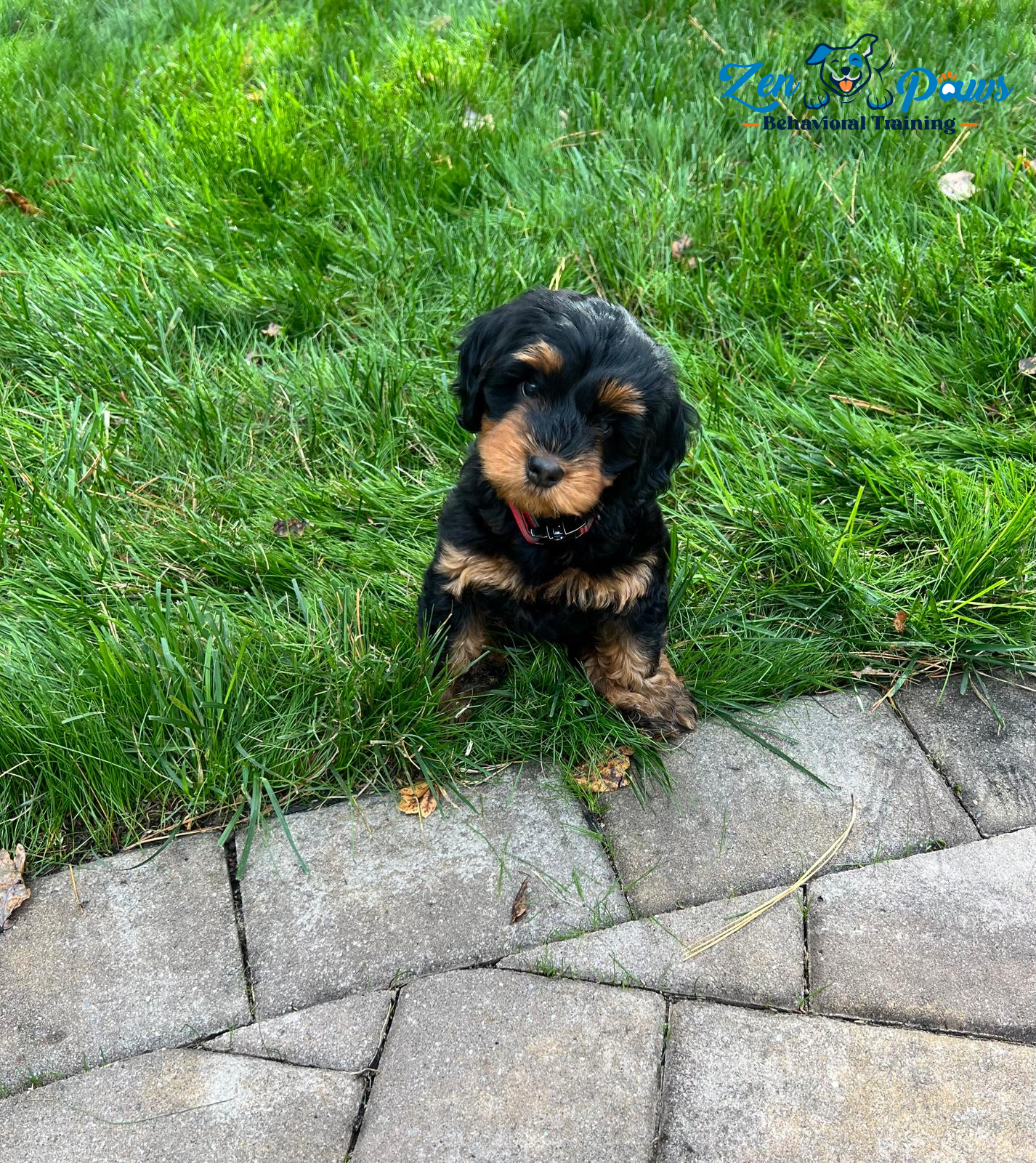 ZenPaws Training Puppy Classes