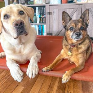 In-home dog training services in Lewes DE and its surrounding