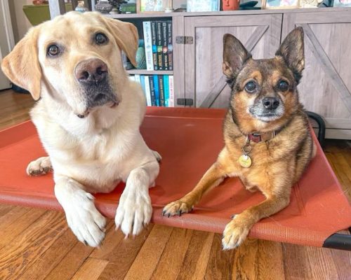 In-home dog training services in Lewes and its surrounding In-home dog training services in Lewes DE and its surrounding