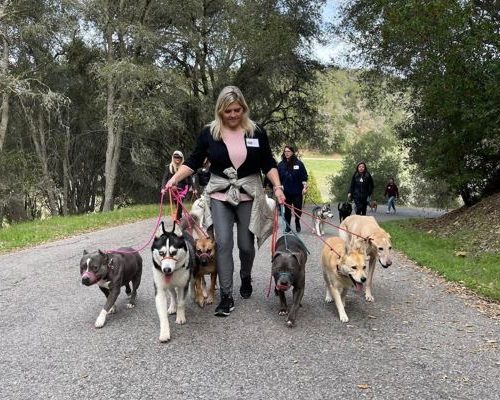 Structured group dog walks or dog pack strolls in Lewes DE and its surrounding Structured group dog walks or dog pack strolls in Lewes DE and its surrounding